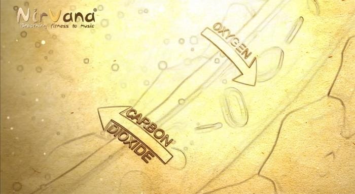 Breath Control (Regulation of Respiration): O2 vs. CO2
